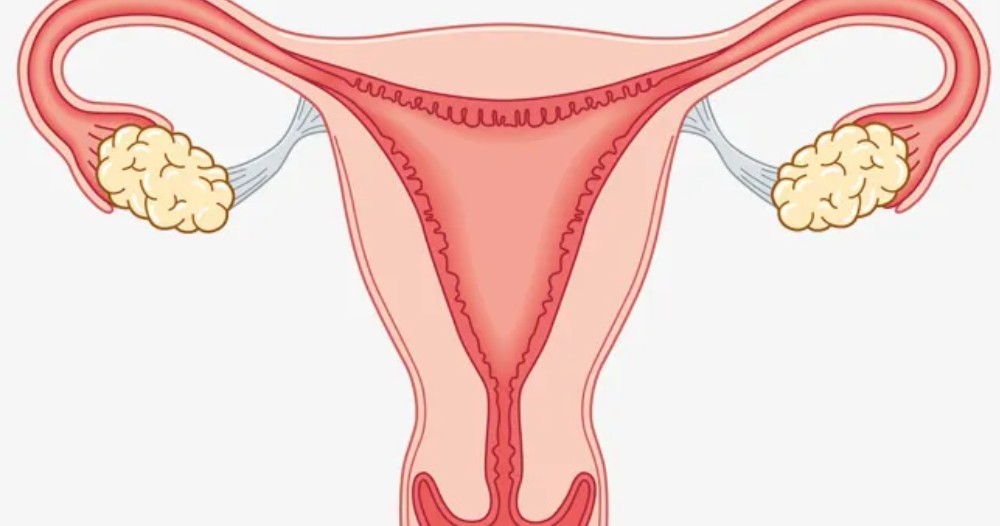 योनिको माइक्रोबायोम किन महिलाको स्वास्थ्यका लागि निर्णायक छ?