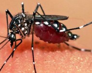 बाह्रै महिना डेङ्गु सङ्क्रमणको जोखिम
