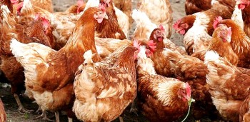 झापामा बर्ड फ्लु पुष्टि, दुई स्थानमा संक्रमण देखियो