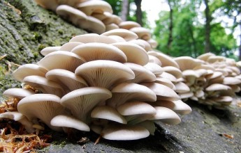 जङ्गली च्याउ खाँदा एकै परिवारका दुई जनाको मृत्यु, दुईको अवस्था गम्भीर