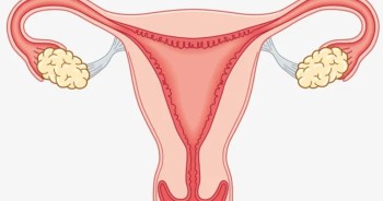 योनिको माइक्रोबायोम किन महिलाको स्वास्थ्यका लागि निर्णायक छ?