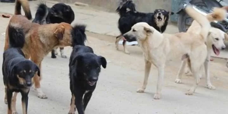 रुपन्देहीको तिलोत्तमामा छाडा कुकुरलाई स्थायी बन्ध्याकरण