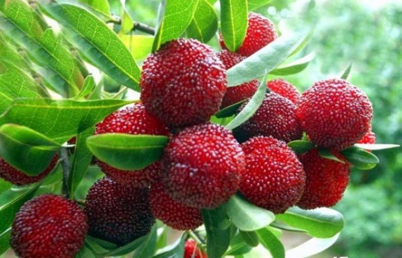 नपुंशकता र  क्यान्सर रोगका लागि ज्यादै उपयोगी काफल 