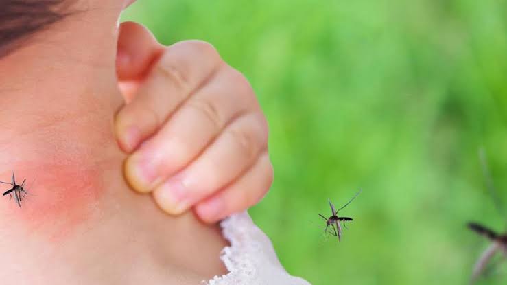 लामखुट्टेले किन केही मानिसलाई अरूभन्दा बढी टोक्छ?