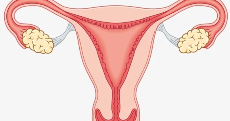 योनिको माइक्रोबायोम किन महिलाको स्वास्थ्यका लागि निर्णायक छ?