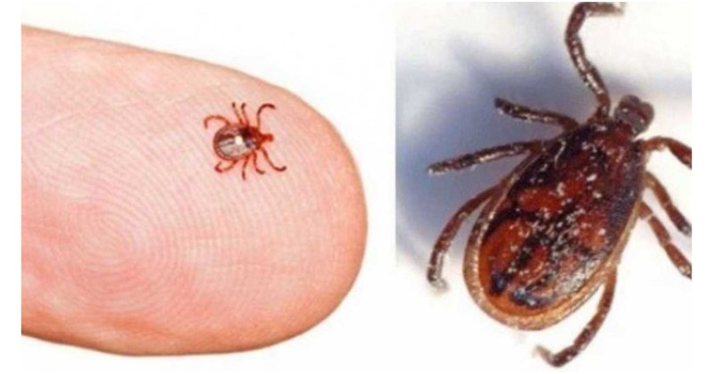 पहिलो पटक भेटियो स्क्रब टाइफसका बिरामी