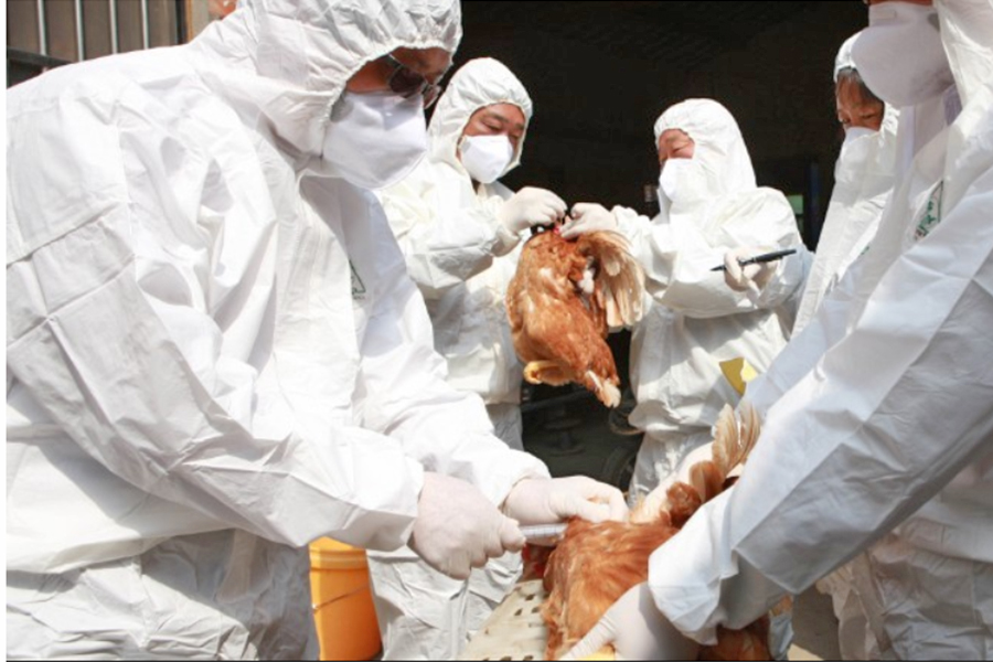 इलाममा बर्ड फ्लु जोखिम बढ्दै, नियन्त्रणमा कडाइ