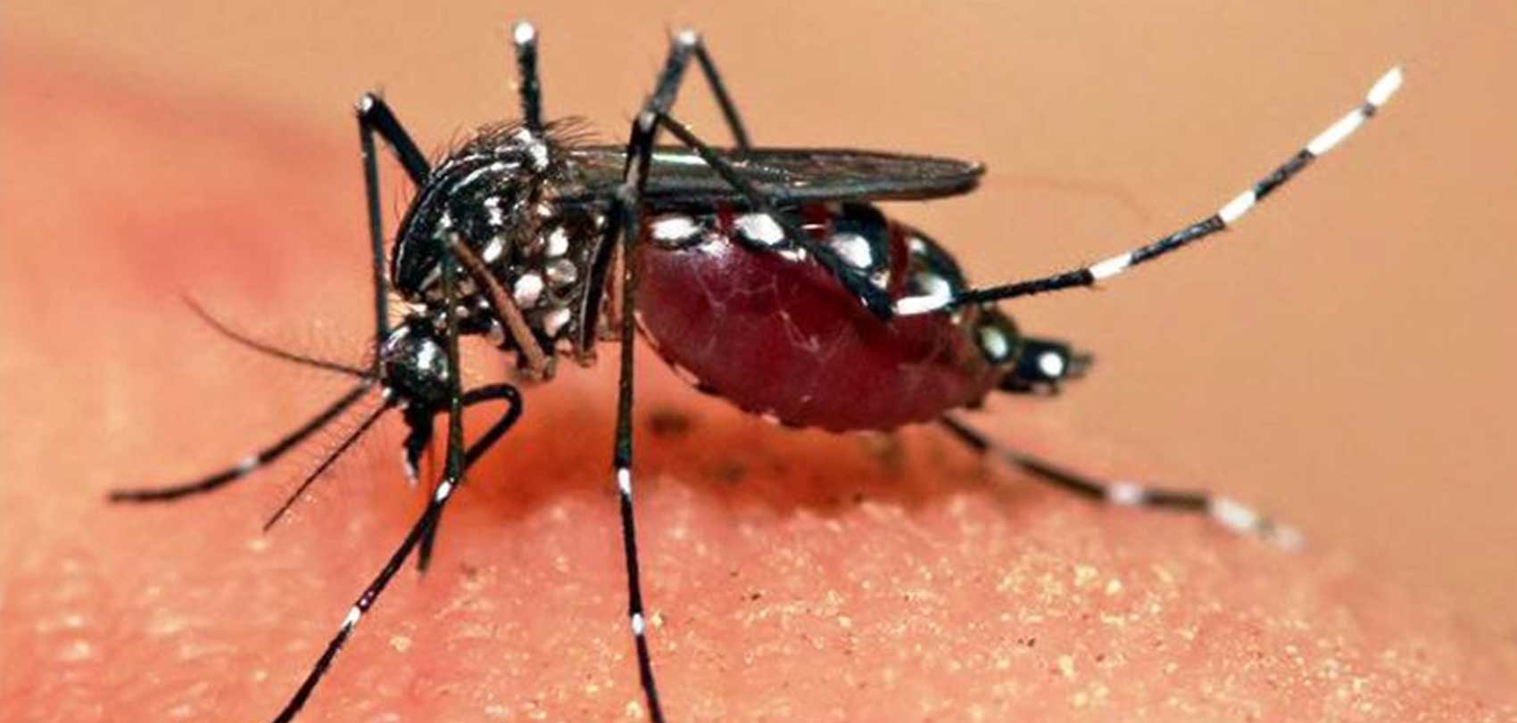 डेङ्गीबाट बच्न सचेत रहन कामपाको आग्रह